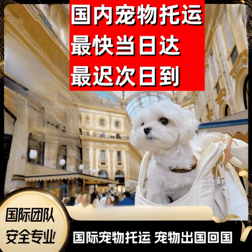 松江区到澳大利亚（澳洲）宠物入境规定和要求
